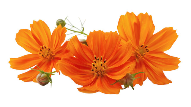 Vibrant orange flowers with soft details isolated on a white background - Powered by Adobe