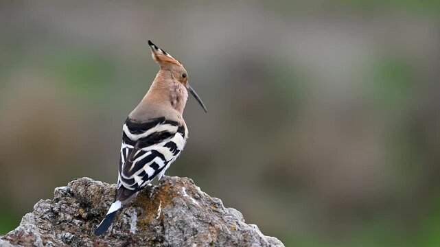 hoopoe bird singing