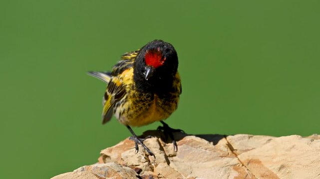 red headed bir singing