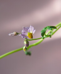Blossom of native potato, peruvian potato,  Solanum tuberosum in bloom