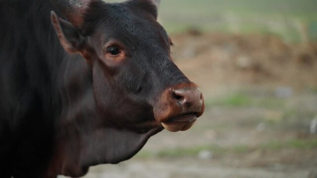 Close up of a brown bull with big ears mooing and posing in the countryside