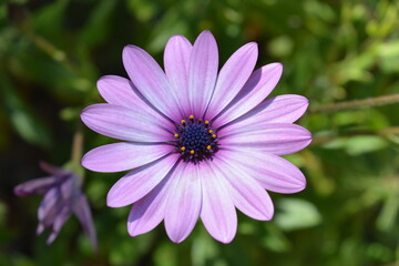 Osteospermum, or African daisy flower