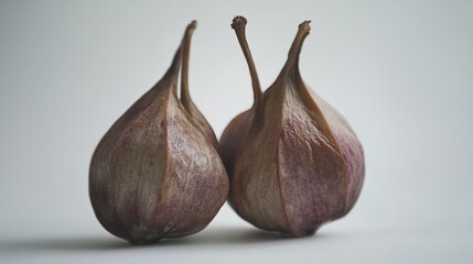 Obraz premium Dried flower bulbs studio shot, close-up, neutral background, botanical illustration