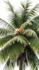 Fototapeta premium Coconut tree with green leaves and brown textured trunk isolated on white background, white background, summer, paradise