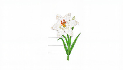 White lily flower illustration on clean background