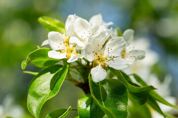 Branch of of Blooming pear tree. White flowers on a pear tree