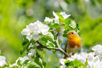 Little bird perching on branch of blossom apple tree with white flowers. European robin. Erithacus...