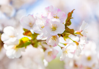 Branch of blooming cherry tree in the spring garden. Close up of  flowers on cherry tree