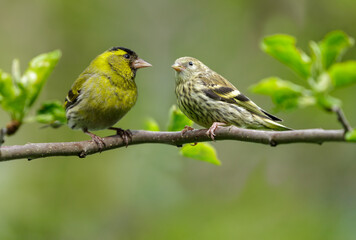 Birds perching on branch of  tree. Male and female of siskin. Spinus spinus