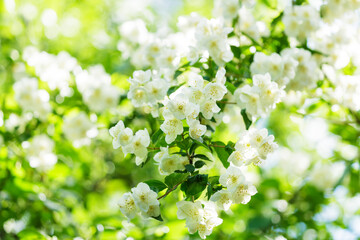 branch of jasmine flowers on in a garden