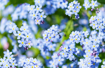 Forget-me-not flowers in a garden, top view. Spring flowers.