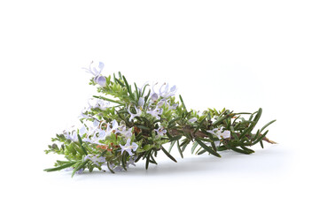 Sprig of flowering rosemary isolated on white background