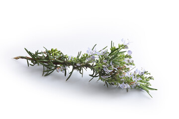 Sprig of flowering rosemary isolated on white table