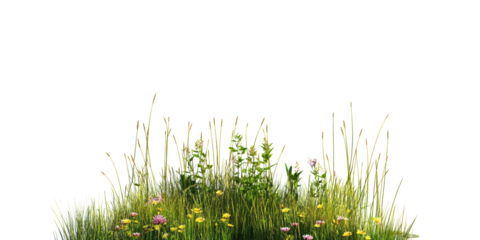 Lush green grass with wildflowers isolated on transparent background