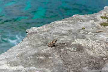 A gray iguana on a rock with the Caribbean Sea in the background.