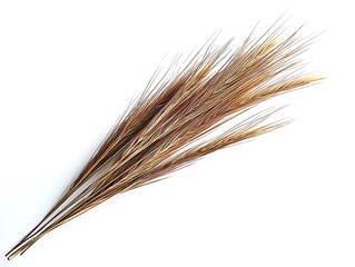 Fototapeta premium Dried pampas grass with soft wheat tones on a white minimalist background