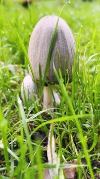 The young fruit bodies of Coprinus comatus, or shaggy ink cap, lawyer's wig, shaggy mane fungus growing on lawn. Vertical video.