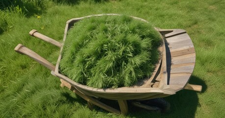 Freshly cut grass clippings pile high in a worn wooden wheelbarrow , gardening, natural, plant matter
