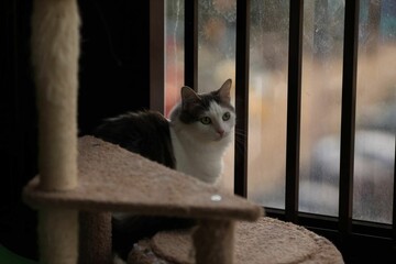 cat on the window