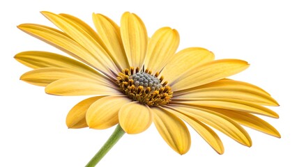 Obraz premium A clean and bright studio shot features a single yellow daisy (Osteospermum) isolated against a white background