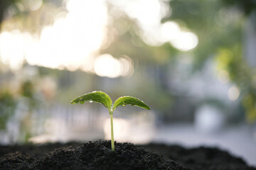 growing pumpkin sprout, backyard home gardening