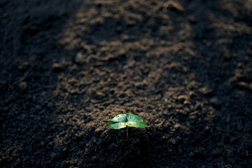 Small pumpkin sprout growing macro closeup