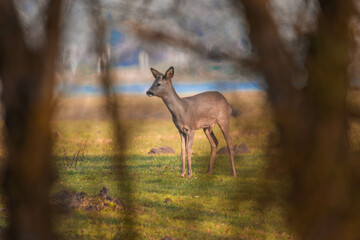 Chevreuil en plein après midi d'hiver