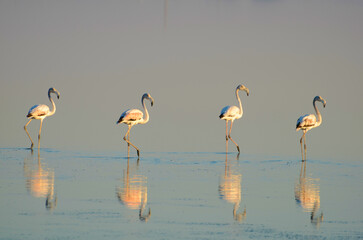 L' Abbey Road dei fenicotteri