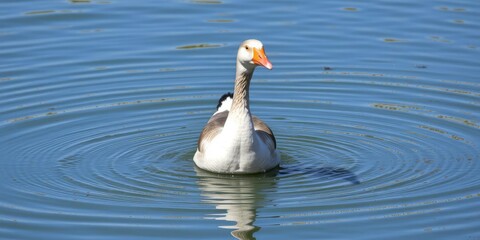 Obraz premium Egyptian Goose Alopochen aegyptiaca Feeding in Water, tropical water, geese, south africa