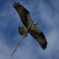 Osprey Bringing Home Precious Nest Building Material Stick 
