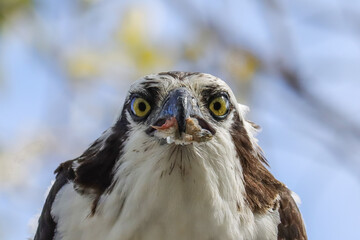 Osprey With Fresh Fish Catch Everglades Florida