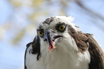 Osprey With Fresh Fish Catch Everglades Florida