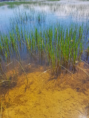 Nature reflected on a serene pond. Lush green grasses gently sway into the water, creating a harmonious blend of colors and textures. The stillness of the pond mirrors the vibrant greenery.