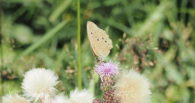 Ringlet butterfly (Aphantopus hyperantus) ringlet gorging on nectar from a milk thistle flowerhead (Cirsium vulgare)