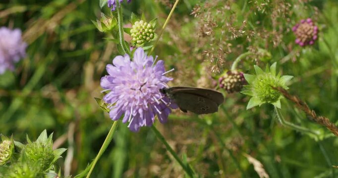 Ringlet butterfly (Aphantopus hyperantus) gathering the nectar on a flower of scabious (Scabiosa columbaria)