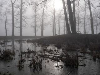 Tree silhouettes at a pond on a misty day