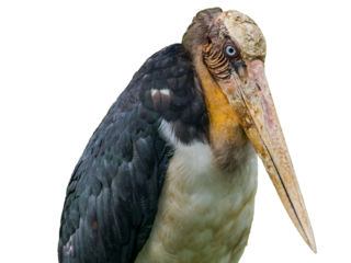 The lesser adjutant (Leptoptilos javanicus), isolated