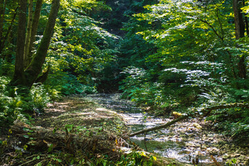 sunny day, nature park, river bottom, walk along the riverbank with an overview of the bottom structure