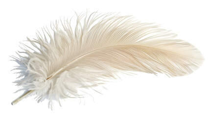 Obraz premium White feather isolated on white background