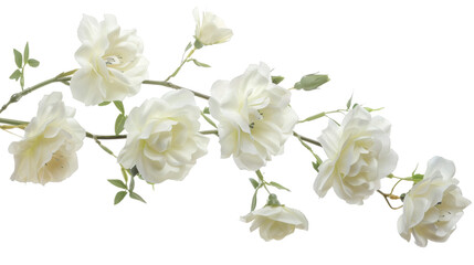 Fototapeta premium White flower branch with soft blossoms isolated on a white background