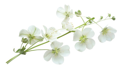 White flower isolated on white background