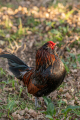 A hen with black and red feathers walking in a summer meadow, free range chickens