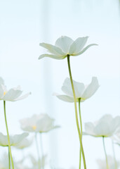Close-up Snowdrop Anemone flowers against blue sky background