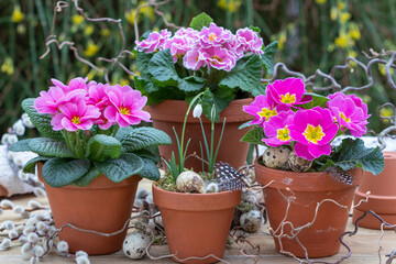 Frühlings-Gartenarrangement mit pink Primeln (Primula vulgaris) in Tontöpfen 	