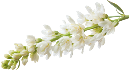 White flowers stalk isolated on white background