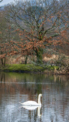 Swan gliding through the water near a mossy shore. A bare tree with brown leaves stands prominently in the background, adding contrast to the scene. Scotland, Lochwinnoch. Photo taken on 19.01.2025