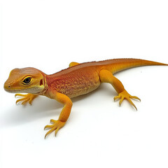 Orange lizard on white background.