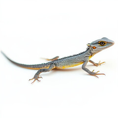 Fototapeta premium Juvenile lizard, grey and yellow, isolated on white.