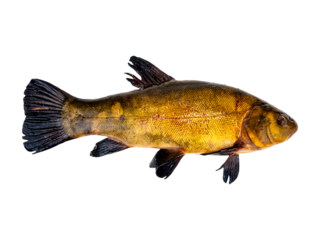 Freshwater tench fish isolated without background. Tinca tinca. Tench fish of the cyprinid family. Image for mockup. Photo image PNG. Detail to insert into template.