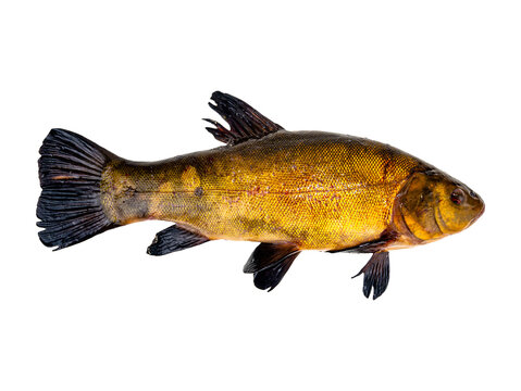 Freshwater tench fish isolated without background. Tinca tinca. Tench fish of the cyprinid family. Image for mockup. Photo image PNG. Detail to insert into template.